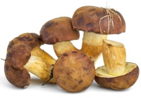 польские грибы